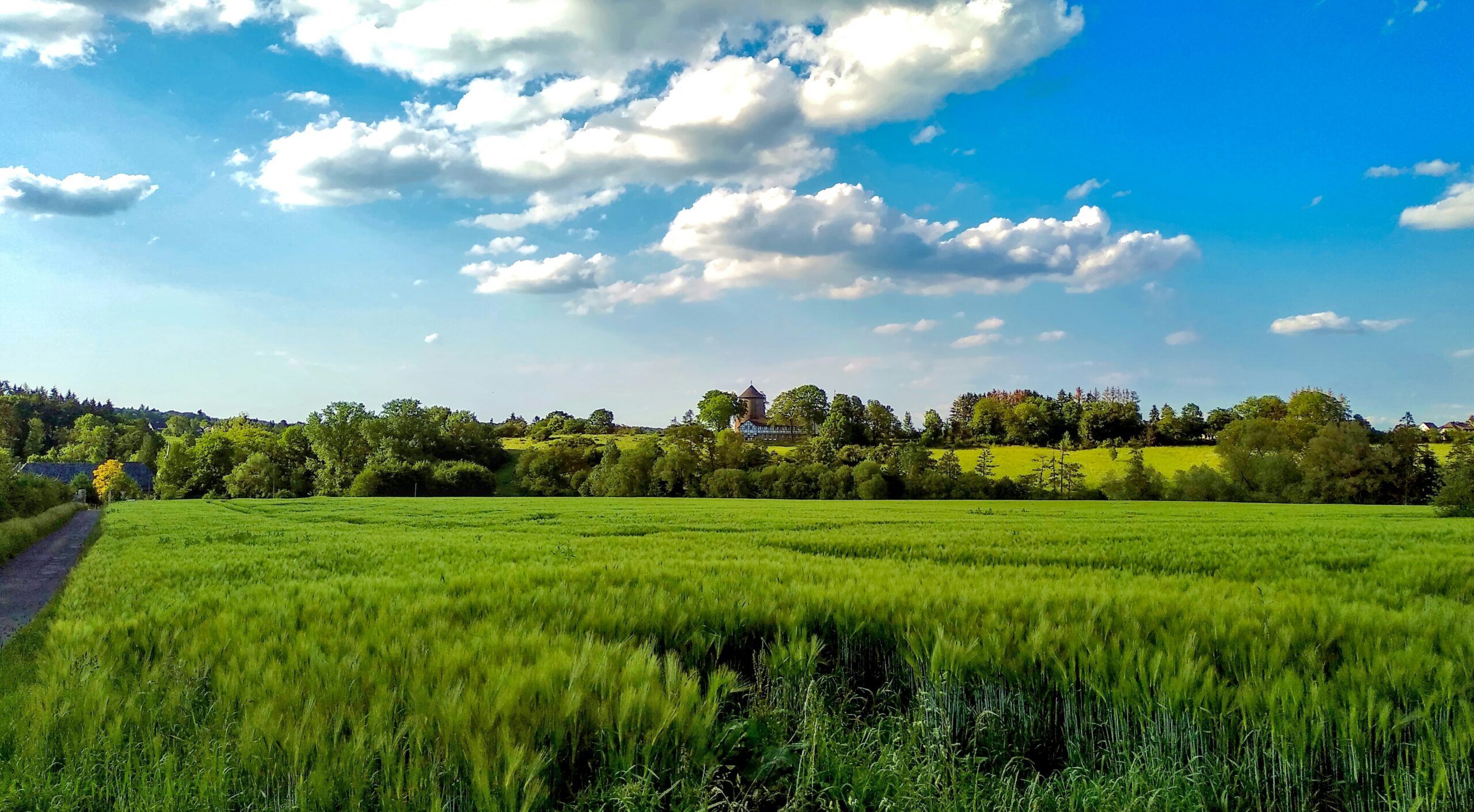 Ein grünes Getreidefeld, am Horizont Laubbäume, darüber ein blauer Himmel mit Schäfchenwolken.